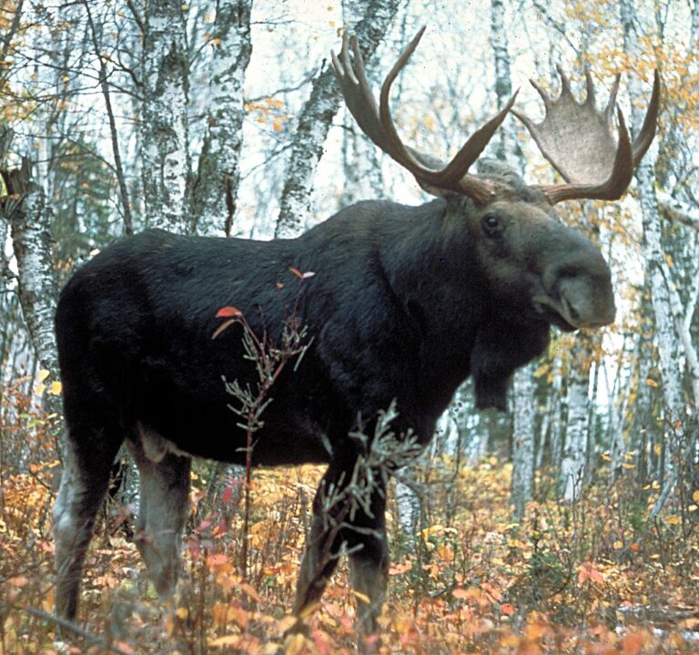 9. Moose