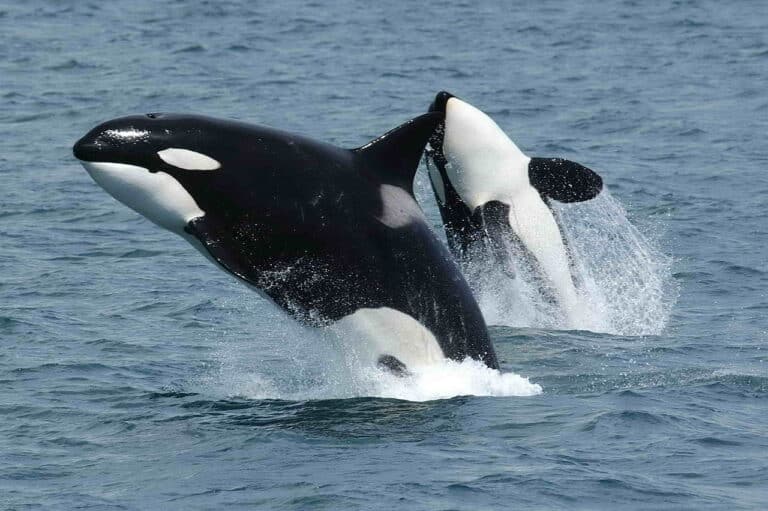 2. Orcas