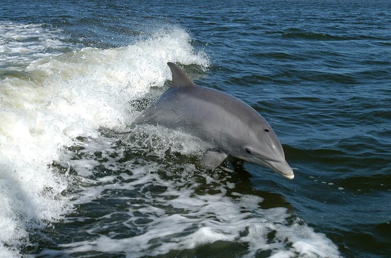 18. Bottlenose Dolphins