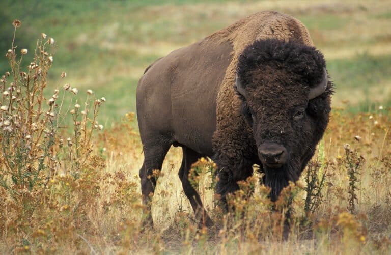 1. American Bison