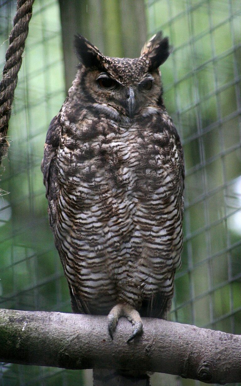19. Great Horned Owl