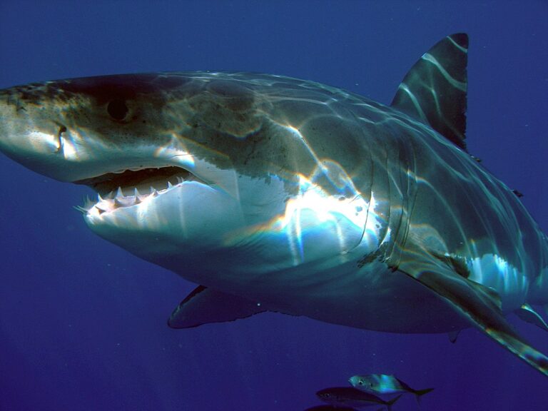 3. Great White Shark