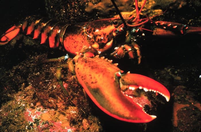 17. American Lobster