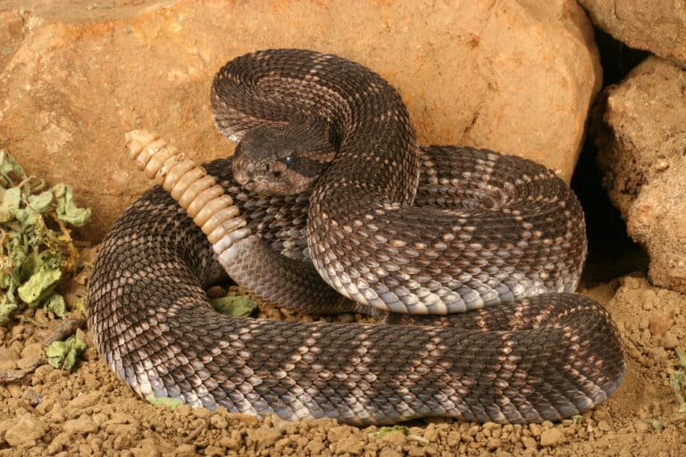 11. Rattlesnakes