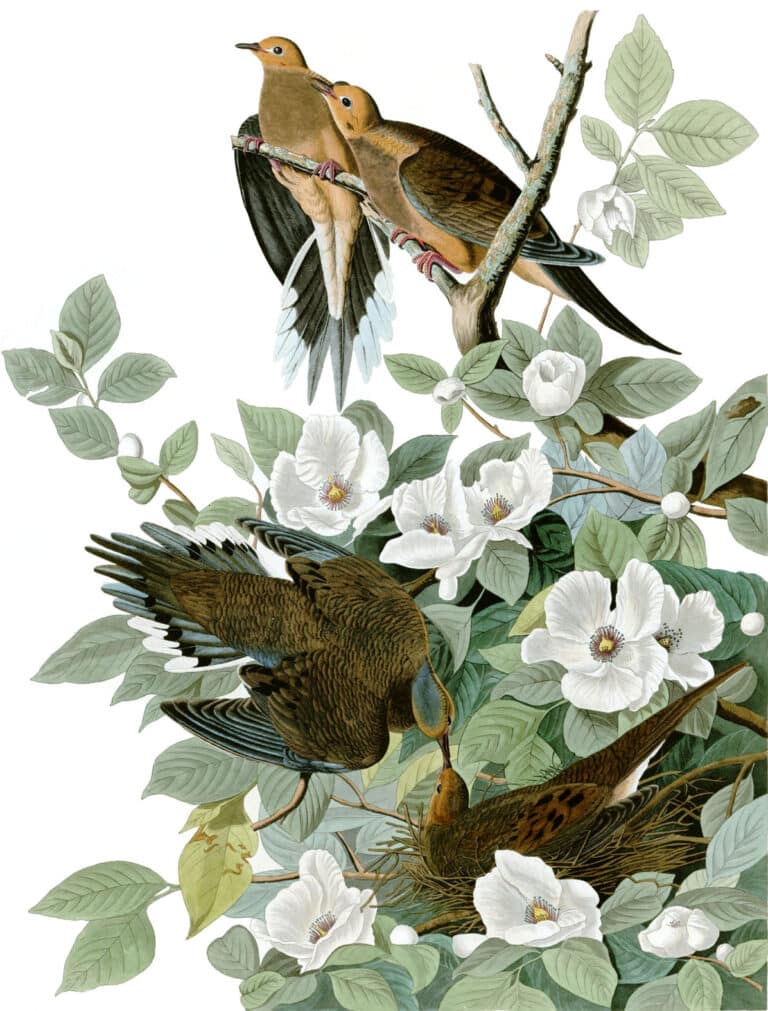 6. John James Audubon