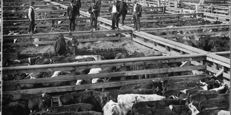 The Impact of The Jungle, a novel by Upton Sinclair